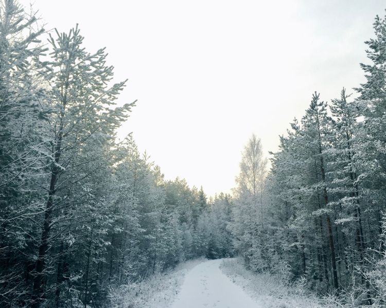 metsäseikkailu 750x600